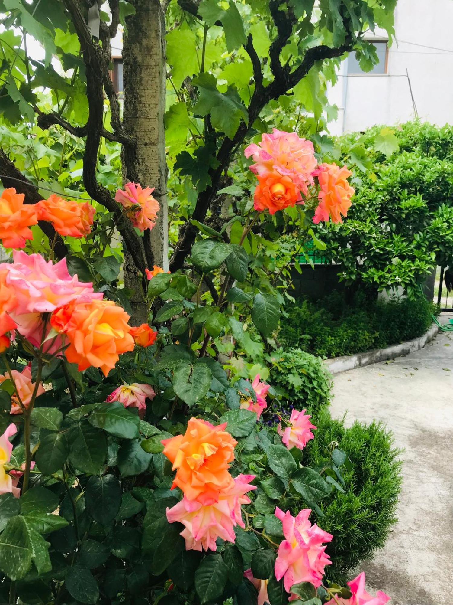 Villa Ajla Dıraç Dış mekan fotoğraf