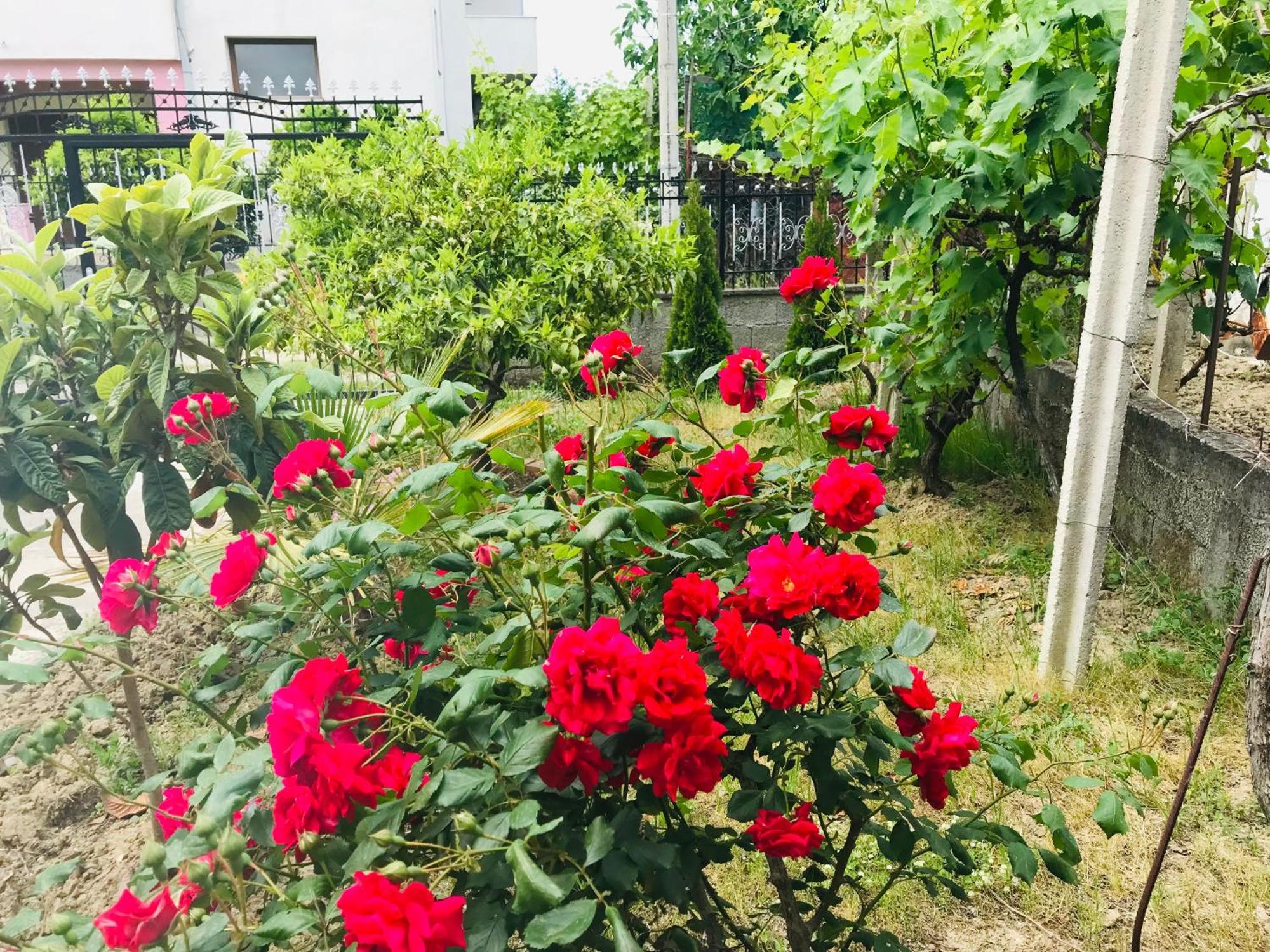 Villa Ajla Dıraç Dış mekan fotoğraf